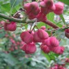 Euonymus europaeus - Harilik kikkapuu C5/5L